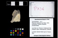 Foto (Objekt + Etikett) von Pithonoton marginatum (von Meyer, 1842)  (NHMW-GEO-2014-0194-0836)